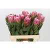 Protea Carnival