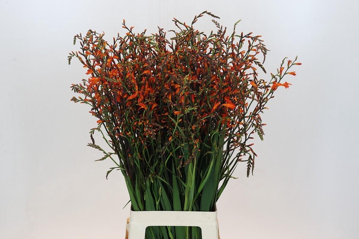 <h4>Crocosmia Emily Mckenzie</h4>