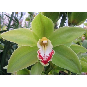 CYMB T GREEN GIANT x8