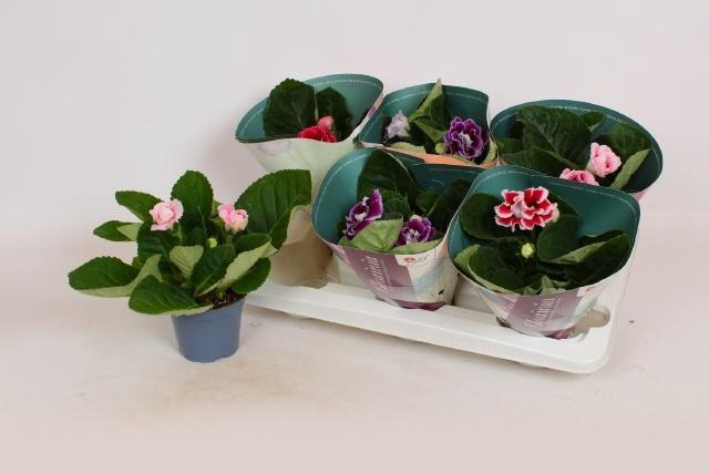 <h4>SINN BROCADE GEM</h4>