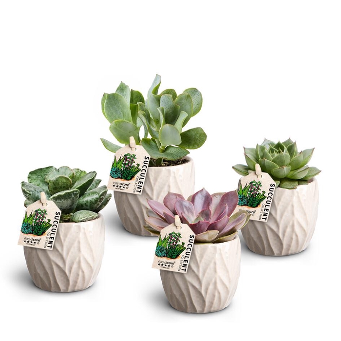 <h4>Leaf Sand Suc. Collection</h4>