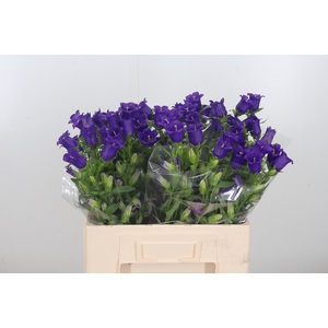 Campanula Cham Blue