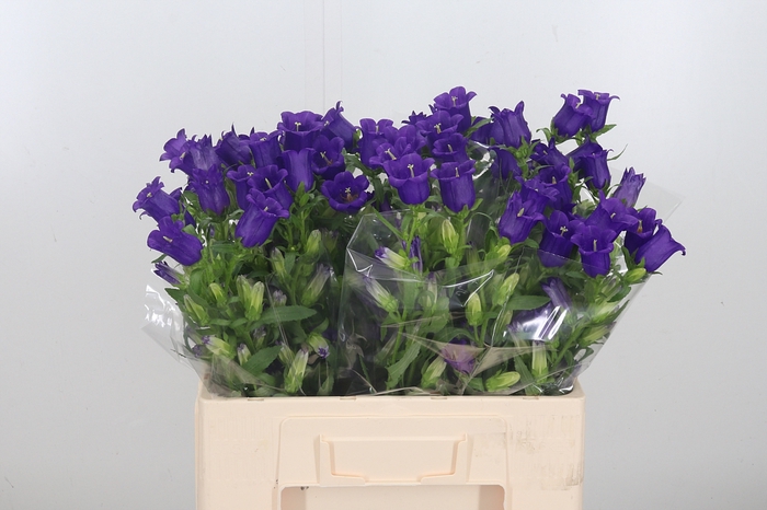 Campanula Cham Blue