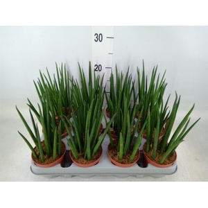 Sansevieria bacularis