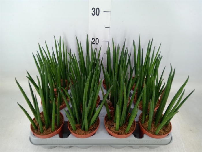 <h4>Sansevieria bacularis</h4>
