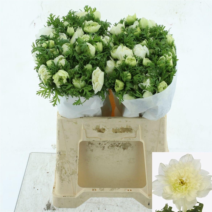 <h4>ANEM CO LEV BIANCO</h4>