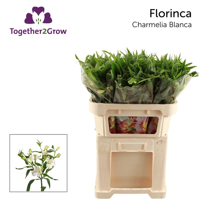 <h4>ALST FL CHARME BLANCA Rek.</h4>