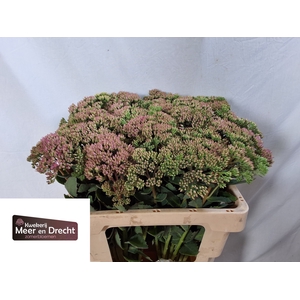 SEDUM SP CARL