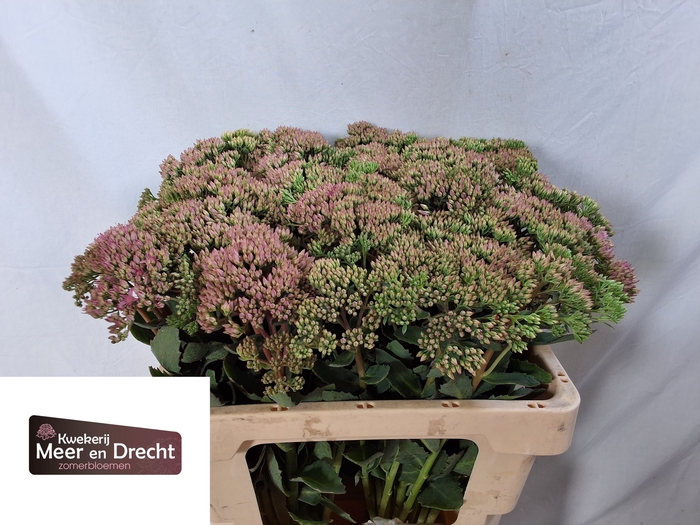 <h4>SEDUM SP CARL</h4>