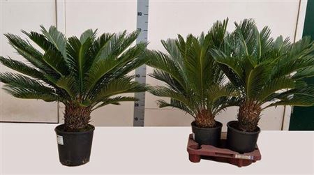 <h4>Cycas Revoluta</h4>