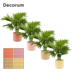 Livistona Rotundifolia 12 cm in Kaya (Sympathetic moods-collecti