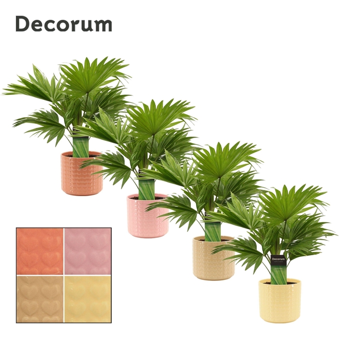 Livistona Rotundifolia 12 cm in Kaya (Sympathetic moods-collecti