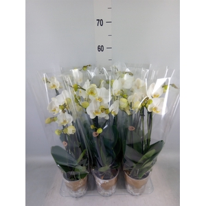 Phalaenopsis   ...white