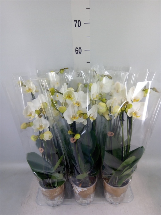 <h4>Phalaenopsis   ...white</h4>