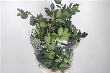 <h4>Ilex Green Per Bunch</h4>