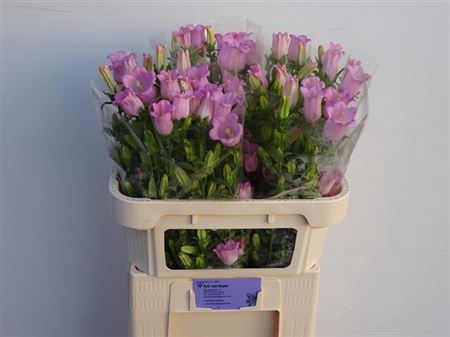 CAMP M CHAMPION PINK