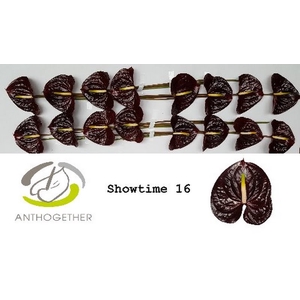 Anth A Showtime 11 cm X16 Oosterzon