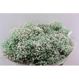 Gyps Pa. Rainbow White / Mint Green.