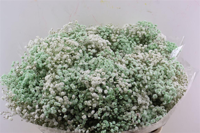 <h4>Gyps Pa. Rainbow White / Mint Green.</h4>