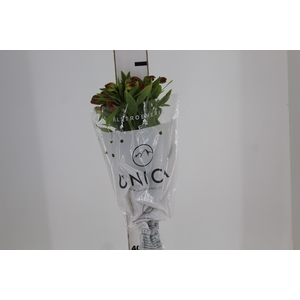 ALSTROEMERIA CINNAMON 080 CM