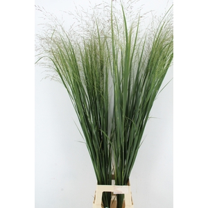 GRAS PANIC NORTHWIND XXL