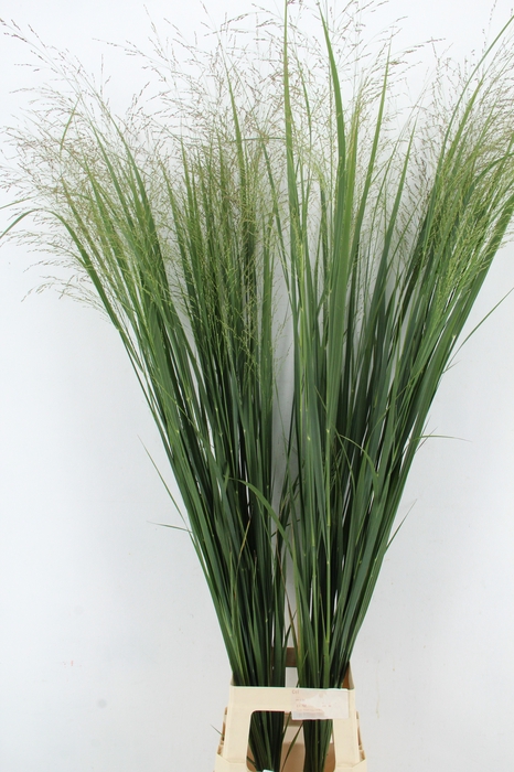 <h4>GRAS PANIC NORTHWIND XXL</h4>