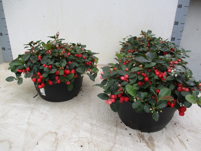 <h4>GAULTH PR BIG BERRY</h4>