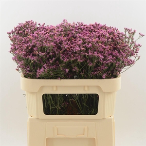 LIMONIUM SINENSE 'TIFFANY DIAMOND'