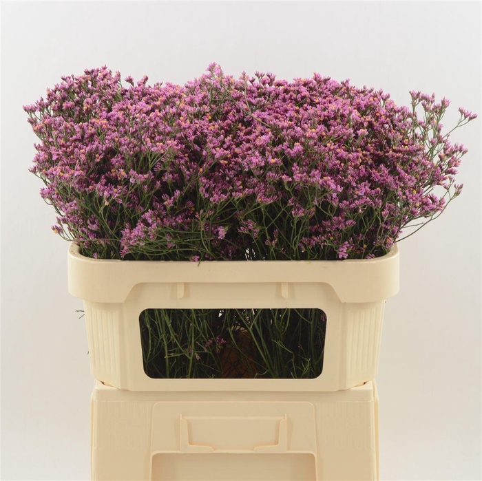 <h4>LIMONIUM SINENSE 'TIFFANY DIAMOND'</h4>