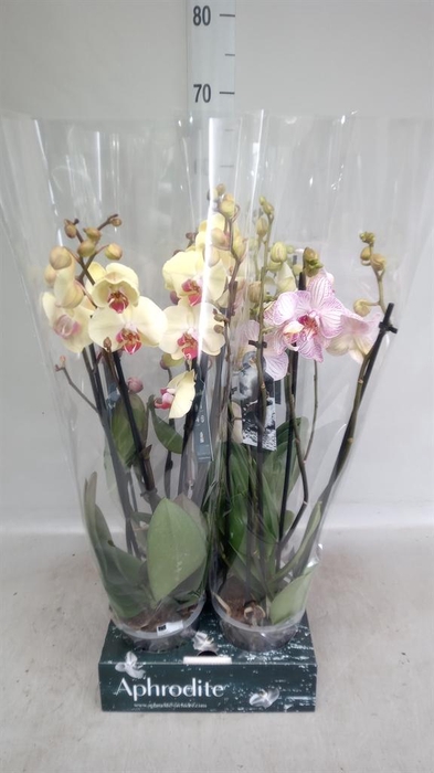 <h4>Phalaenopsis   ...</h4>