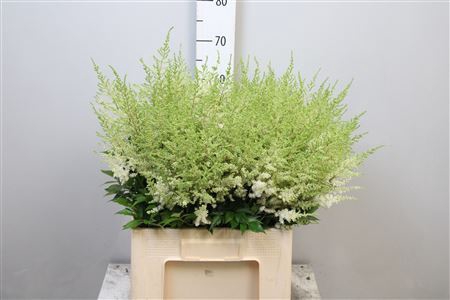 <h4>Astilbe arendsii 'Diamant'</h4>