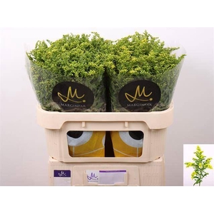 SOLI CARZAN GLORY 30 GR.