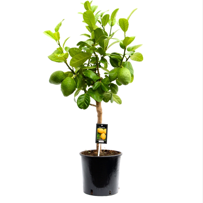 <h4>Citrus Bergamot stem P22</h4>