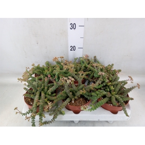 Crassula marnieriana