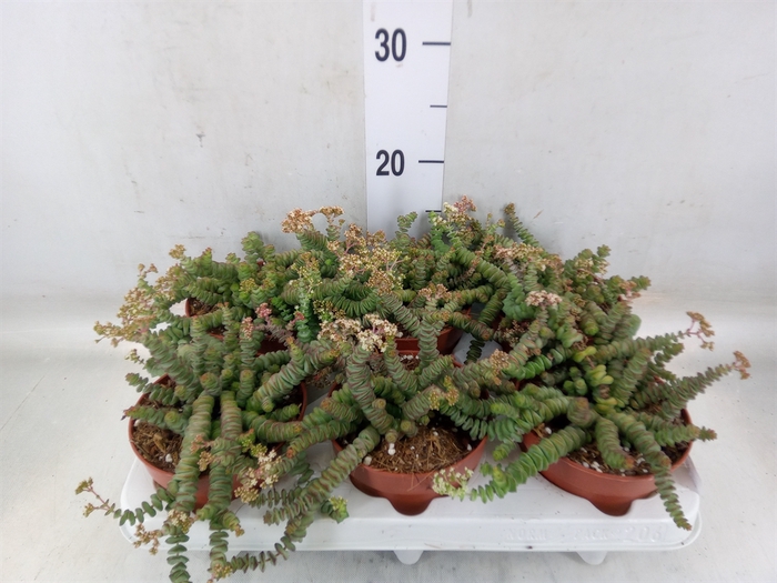 <h4>Crassula marnieriana</h4>