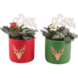 Christmas Arr.Indoor Ceramic Pot round reindeer red/gre ø14c 2PP