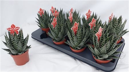 <h4>Aloe Tiki Tahi</h4>