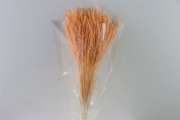 <h4>Dried Rice Grass Salmon Bunch Slv</h4>