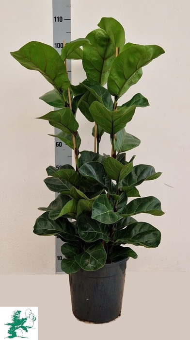 <h4>FICUS LYRATA BAMBINO</h4>