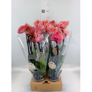 Phalaenopsis  'Elegant Cascade'