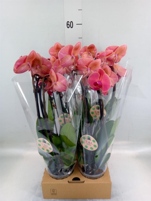 <h4>Phalaenopsis  'Elegant Cascade'</h4>