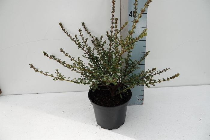 <h4>Ceanothus thy "Blue Jeans"</h4>