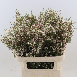 CHAME UN MY SWEET 16