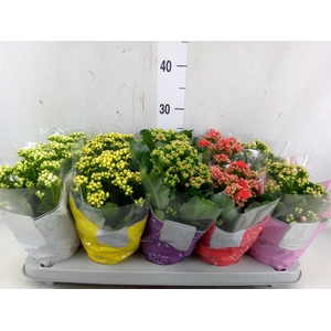 Kalanchoe blos. 'Perfecta'  ..mix 5