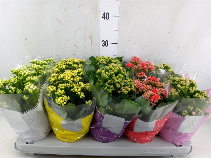 <h4>Kalanchoe blos. 'Perfecta'  ..mix 5</h4>