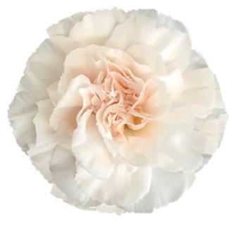 <h4>Di St Lizzy</h4>