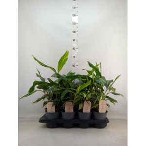 Alpinia zerumbet 'Variegata'