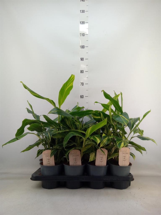 <h4>Alpinia zerumbet 'Variegata'</h4>