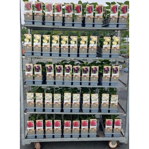 Alce Rosea 5 Kl Mixk 1 Klr Per Tray
