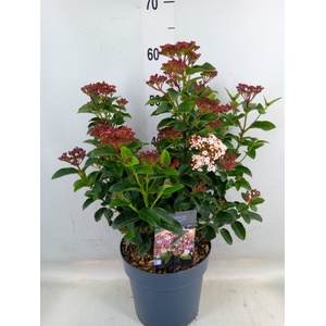 Viburnum tinus
